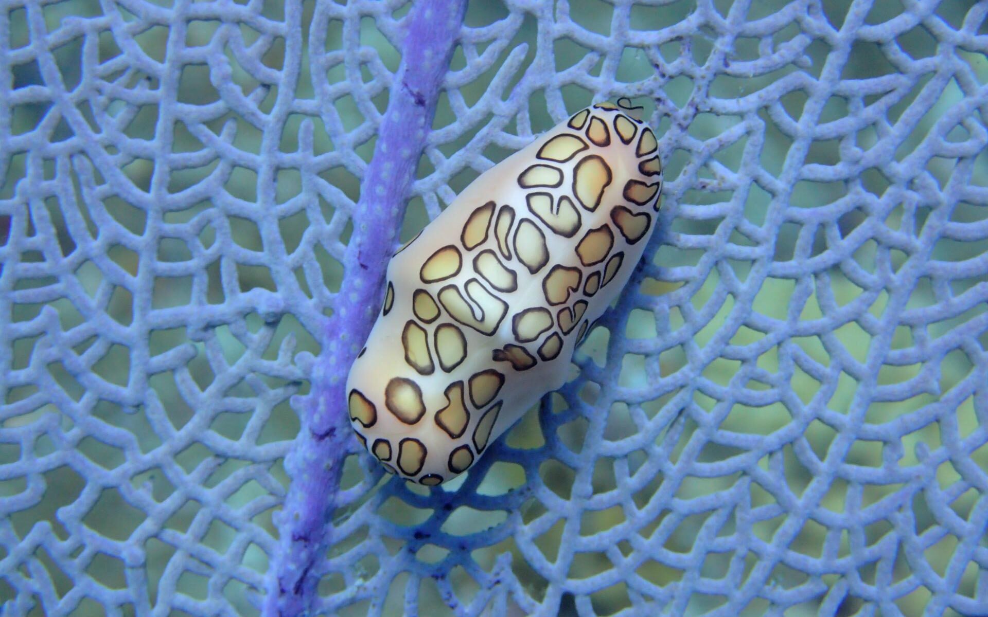 Flamingo Tongue Snail at the Rainbow Canyons off of Pelican Island, BVI